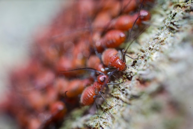 arizona common pests