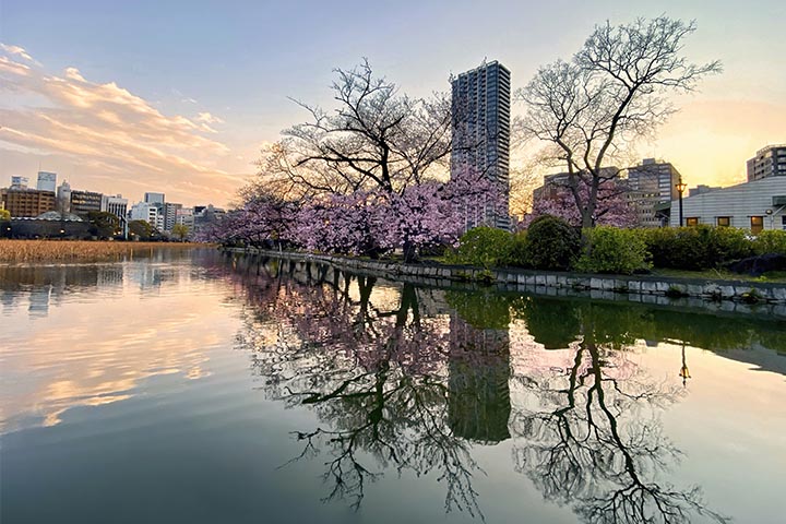 merging nature city park ponds