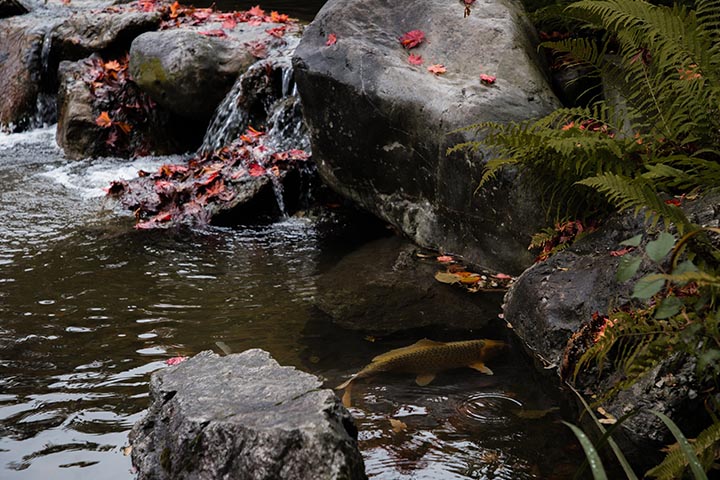 creative stream planting