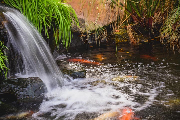 oasis garden pond
