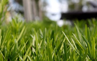 Henderson Backyard Landscaping Ideas