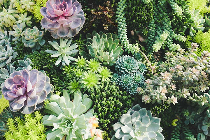 xeriscaping for parks