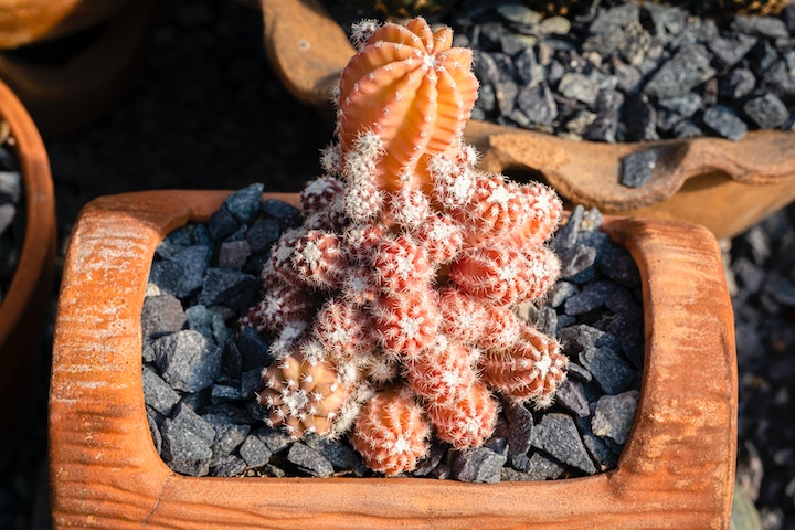 desert rock landscape ideas