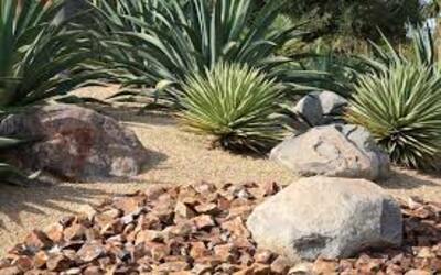 landscaping ideas for the back yard