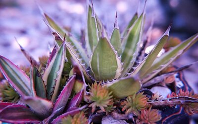 Albuquerque Backyard Landscaping Ideas