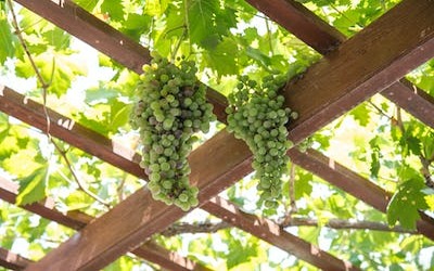 backyard ideas for landscaping
