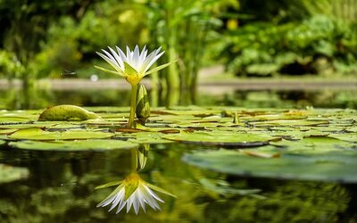 Tallahassee Backyard Landscaping Ideas