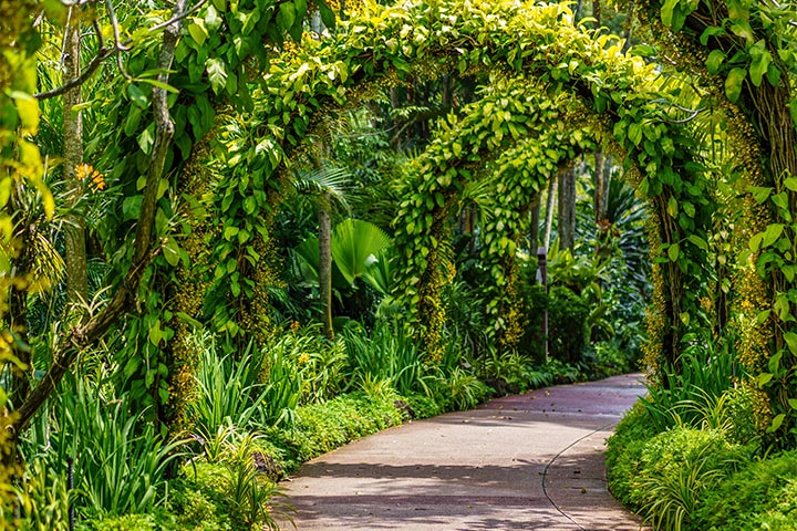 nature's beauty garden