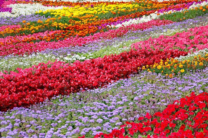 beautiful courtyard flower bed