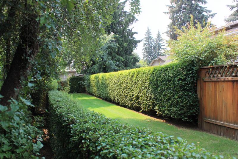 Instant-Impact Hedges Eco Friendly Fencing