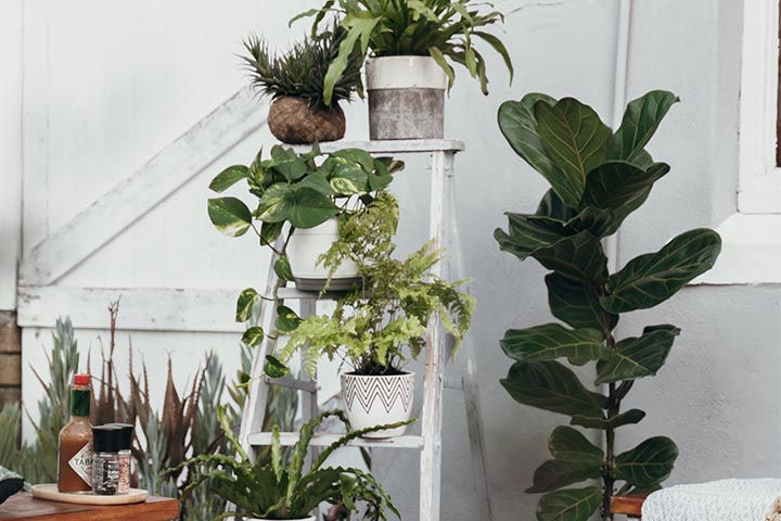 gardens with wooden ladder