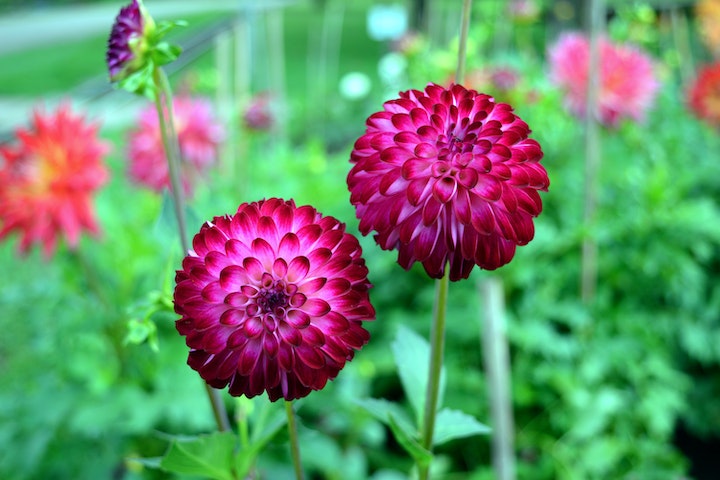 understanding plant zones 