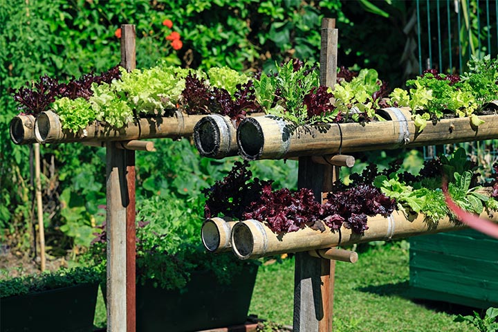 elevating unique plants