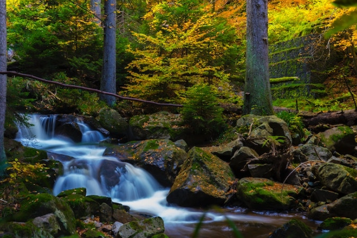 water-efficient landscaping